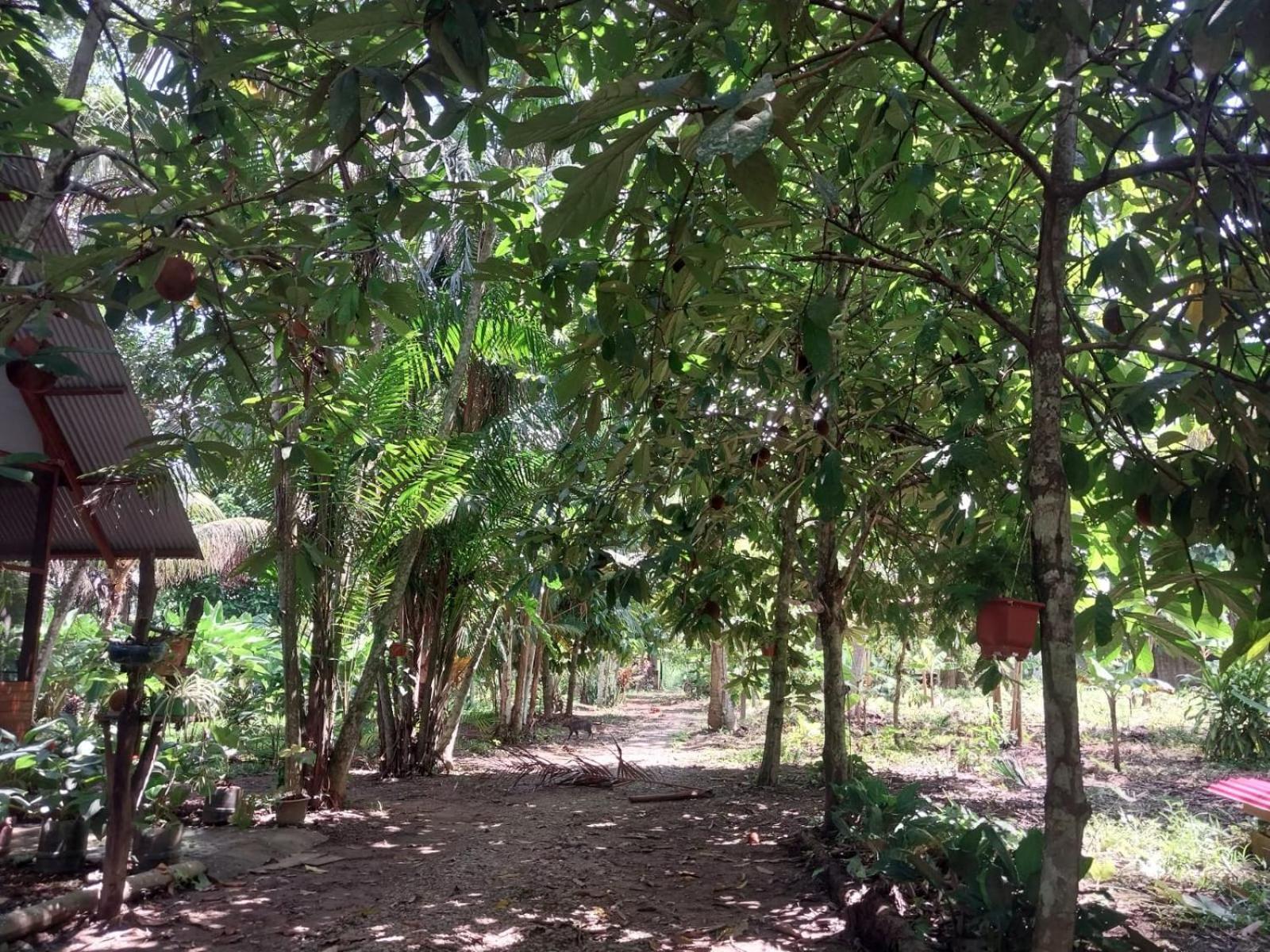 Jardin De Las Musas Пуерто Малдонадо Стая снимка